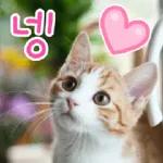 고양이다냥
