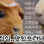 기여븐 기니햄짤.zip