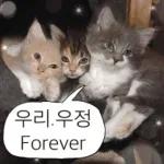 냥이짤방.jpg