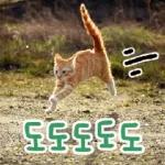 고양이다냥