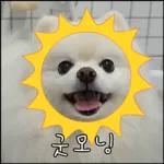 산책 가기 딱 좋은 날씨! 🐕