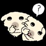 흘긋흘긋 털강아지