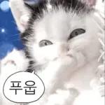냥이짤방.jpg