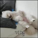 산책 가기 딱 좋은 날씨! 🐕