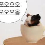 기여븐 기니햄짤.zip