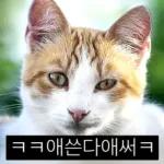 냥이짤방.jpg