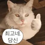 냥이짤방.jpg