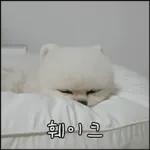 산책 가기 딱 좋은 날씨! 🐕