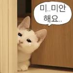 냥이짤방.jpg