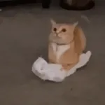 🚨마트 흉기	여성 무차별 공격