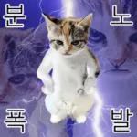 냥이짤방.jpg