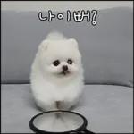 산책 가기 딱 좋은 날씨! 🐕