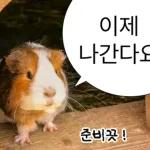 기여븐 기니햄짤.zip