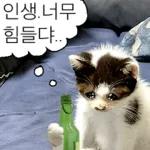 냥이짤방.jpg