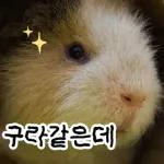 기여븐 기니햄짤.zip