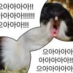 기여븐 기니햄짤.zip