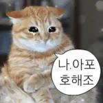 냥이짤방.jpg