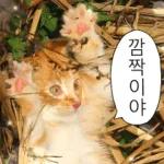 냥이짤방.jpg