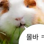 기여븐 기니햄짤.zip