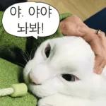 냥이짤방.jpg