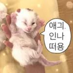 냥이짤방.jpg