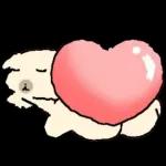 흘긋흘긋 털강아지