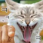 냥이짤방.jpg