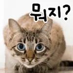 고양이다냥