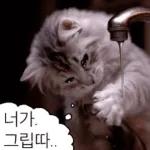 냥이짤방.jpg