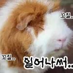 기여븐 기니햄짤.zip