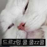 냥이짤방.jpg