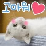 고양이다냥