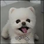 산책 가기 딱 좋은 날씨! 🐕