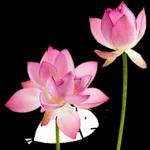 이야기 꽃이 피었습니다 