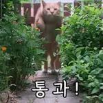 고양이는 안 바빠🐾	 그런데 잘 살잖아
