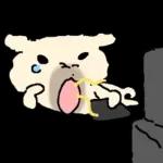 흘긋흘긋 털강아지