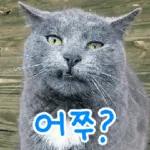 고양이는 안 바빠🐾	 그런데 잘 살잖아