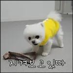산책 가기 딱 좋은 날씨! 🐕