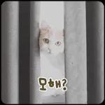 고양이는 안 바빠🐾	 그런데 잘 살잖아