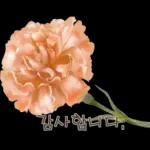 鲜艳꽃束问候表情包2