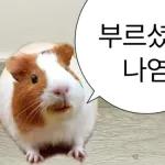 기여븐 기니햄짤.zip