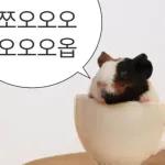 기여븐 기니햄짤.zip