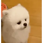 🚨마트 흉기	여성 무차별 공격