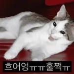 냥이짤방.jpg