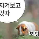 기여븐 기니햄짤.zip