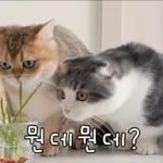 고양이는 안 바빠🐾	 그런데 잘 살잖아