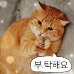 냥이짤방.jpg