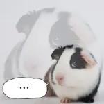 기여븐 기니햄짤.zip