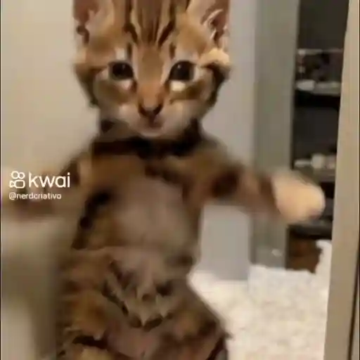 gatinho dançando