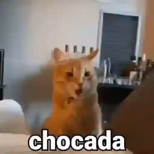 chocada